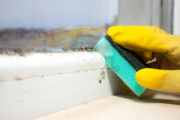 Best Mold Remediation for Specific Building Types in Malone, FL